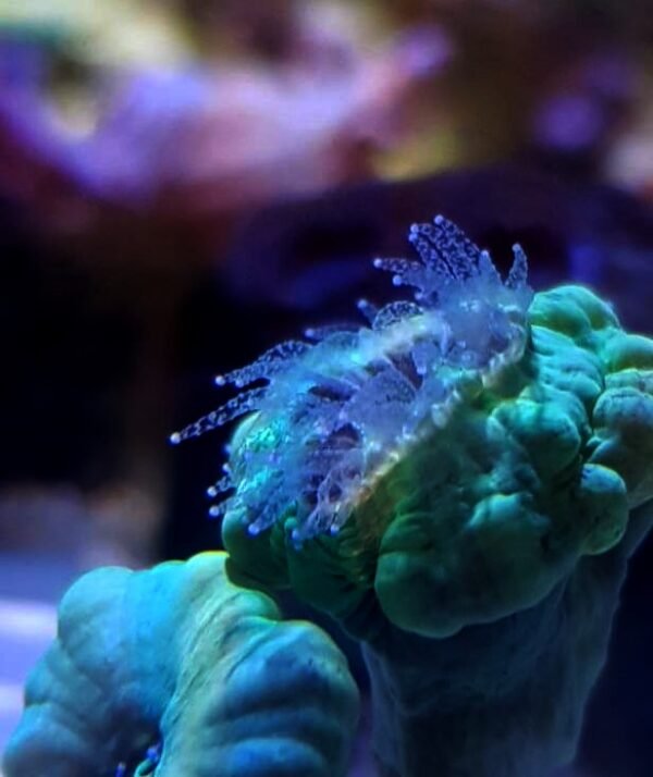 Coral Feast - Image 2