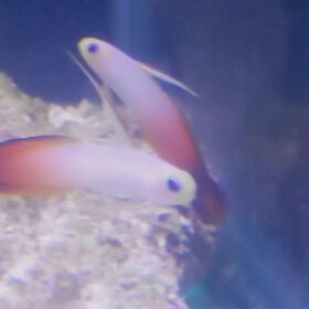 Firefish