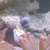 Nerite Turbo Grazer Snail