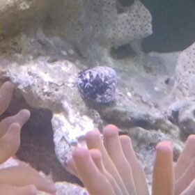 Nerite Turbo Grazer Snail