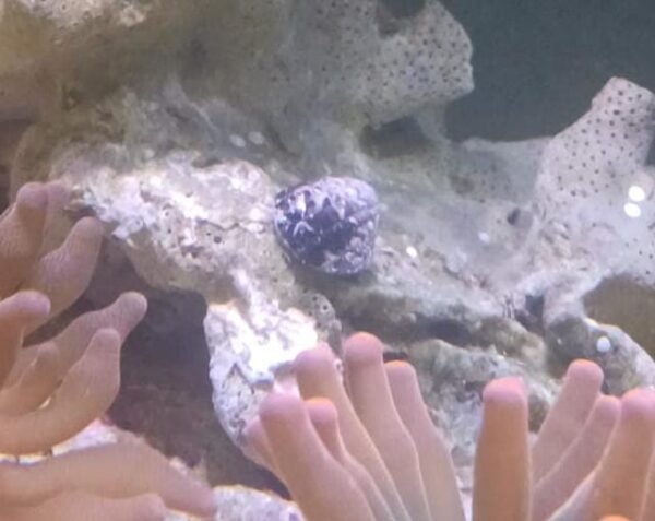 Nerite Turbo Grazer Snail