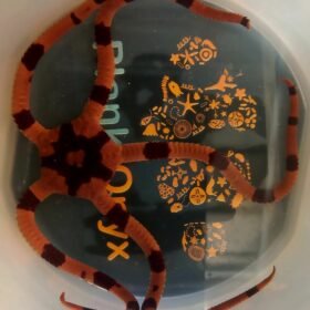 Banded brittle starfish (L)