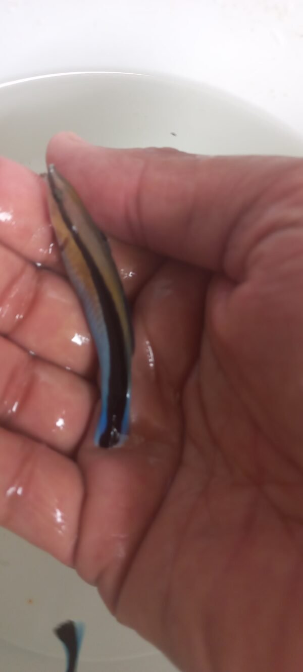 cleaner wrasse - Image 2