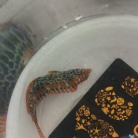 leopard wrasse