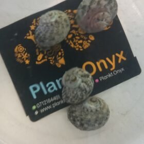 Mexican Turbo snails