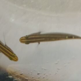 Hector Goby