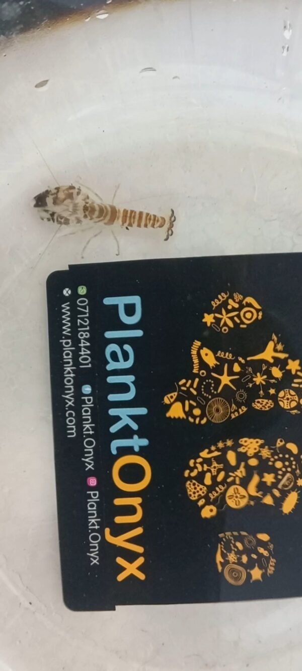 Tiger Pistol shrimp
